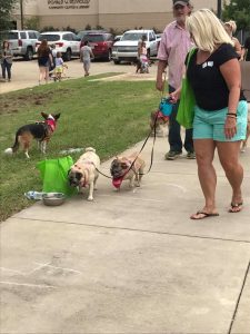 Mona and her pugs