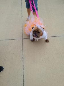 bulldog with tutu